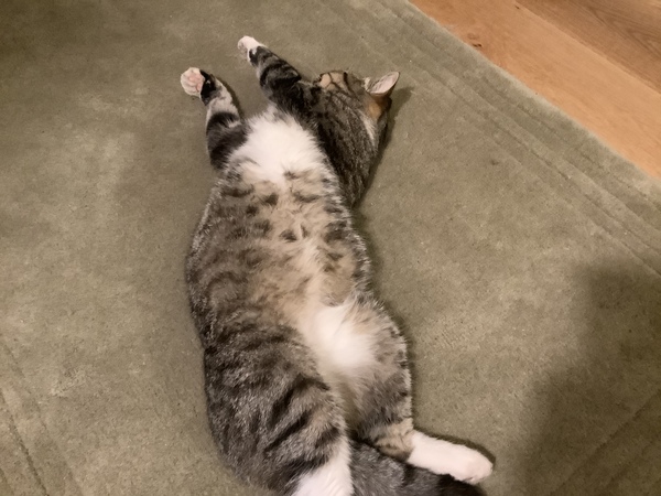 Are fancy cat foods worth the money?