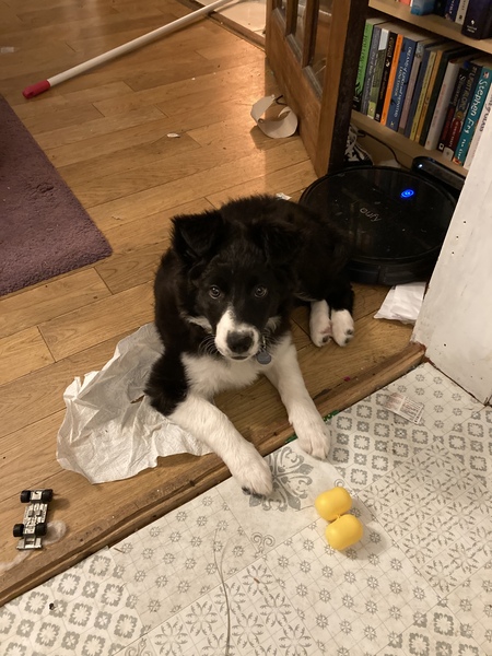 Border Collies owners/lovers
