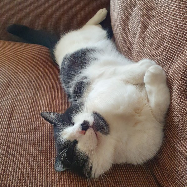 Show me your kitties