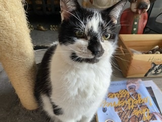 To ask you to tell me about your pets?