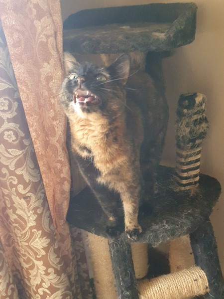 Could you please show me a really funny picture of your cat?