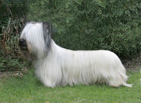 Dog suggestions