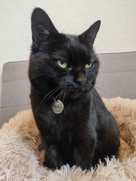 Guess the sex of the cat from their face thread