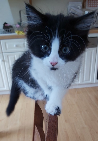 Show me your kitties