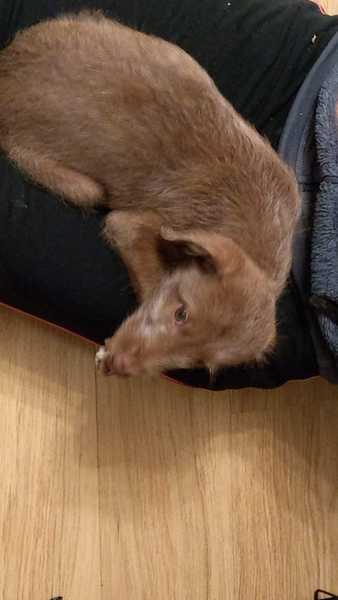 Puppy survival thread *September!*