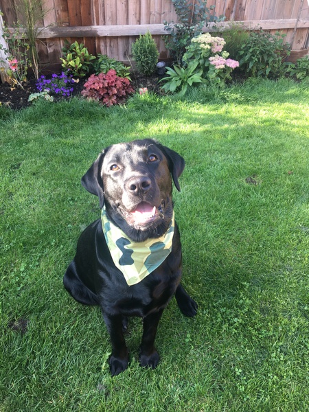 My dog is the best dog