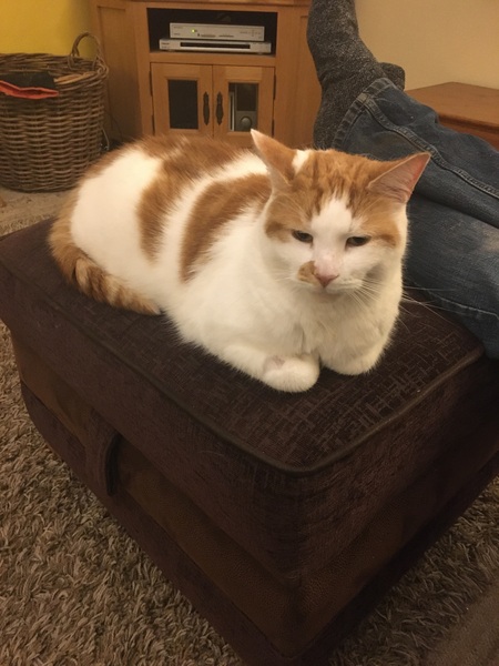 Why does my cat sleep on thresholds?