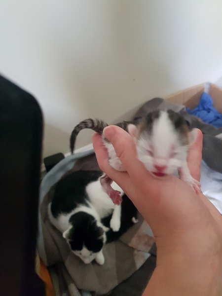 Can anyone help me sex these kittens?