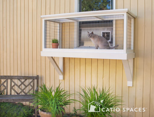Thoughts on indoor cat