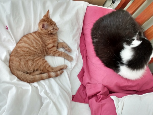What's your DCat up to today? (Thread 8)
