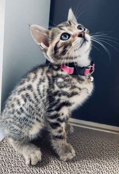 How to put weight on a kitten?