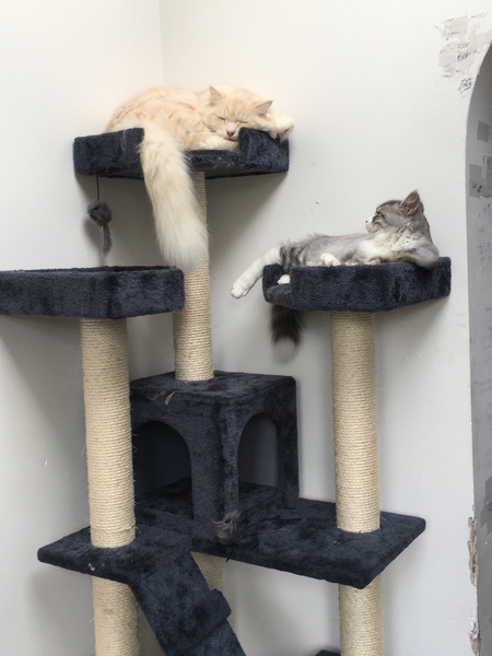 Unusual kitten ‘conversation’ noise