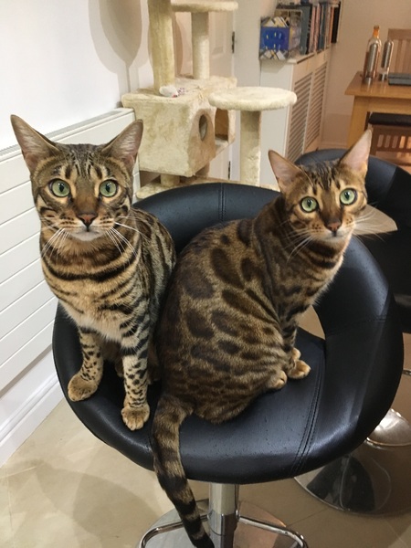 Has anyone managed to train cats to stay off the kitchen counter?