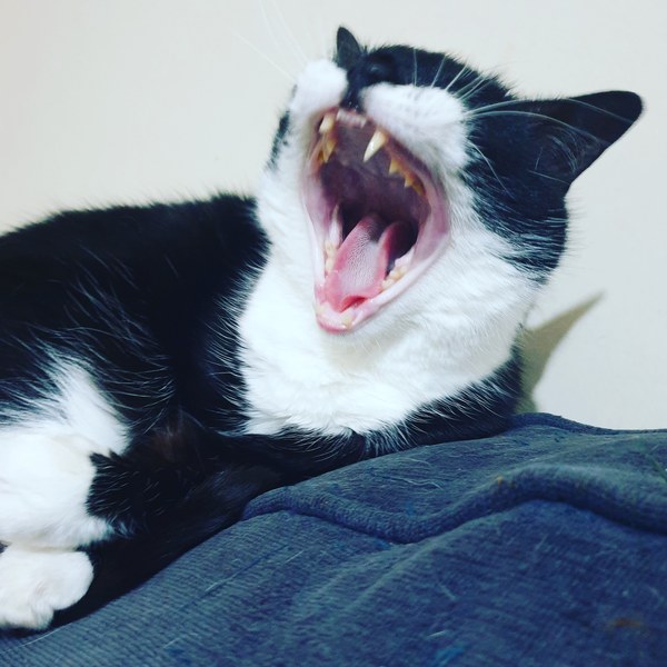 Could you please show me a really funny picture of your cat?