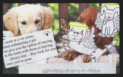 Should kids see cat being PTS?