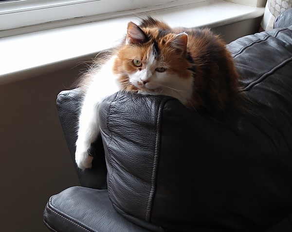 Cats. As they are so popular on here (usually), can I please ask...