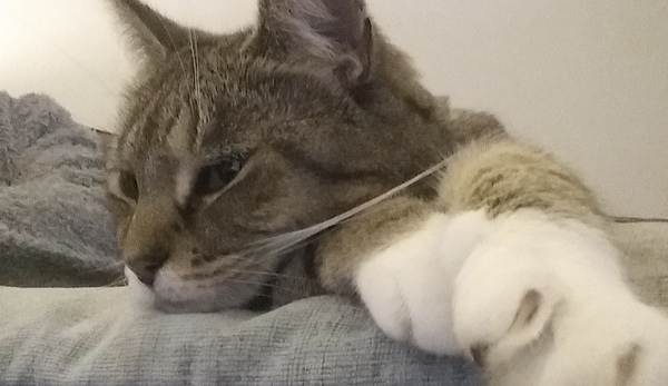 Suddenly restless cat