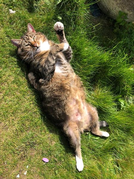 Could you please show me a really funny picture of your cat?
