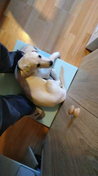 Puppy survival thread *September!*