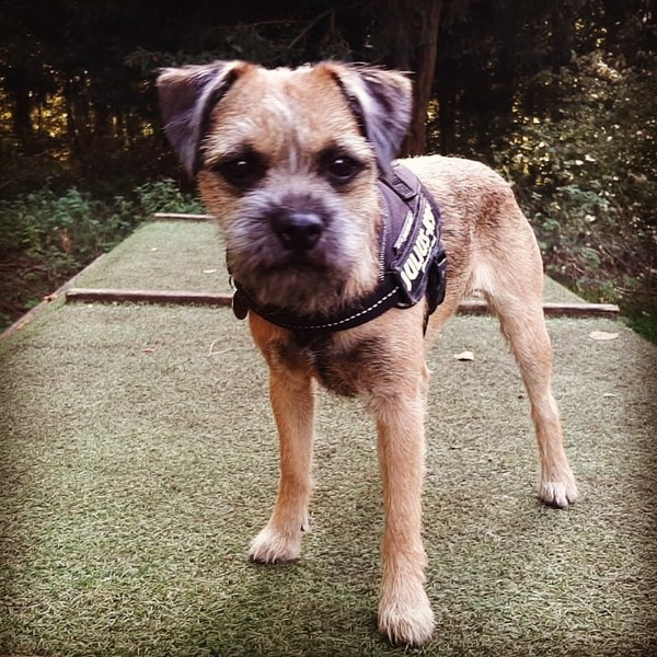 Tell me your experience of your 'small breed' please