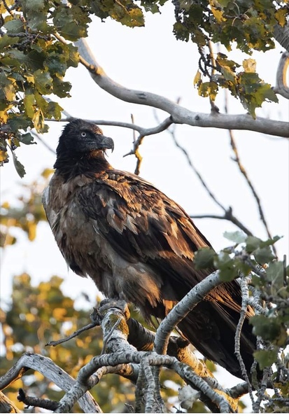 A bearded vulture has been spotted in the U.K.
