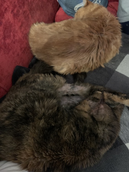 Ancient cat thread anyone?