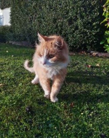 So Upset.  Stolen Cat.