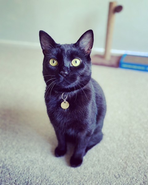 It's national black cat day today