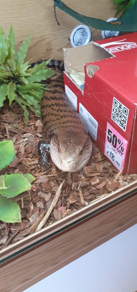 To ask you to tell me about your pets?
