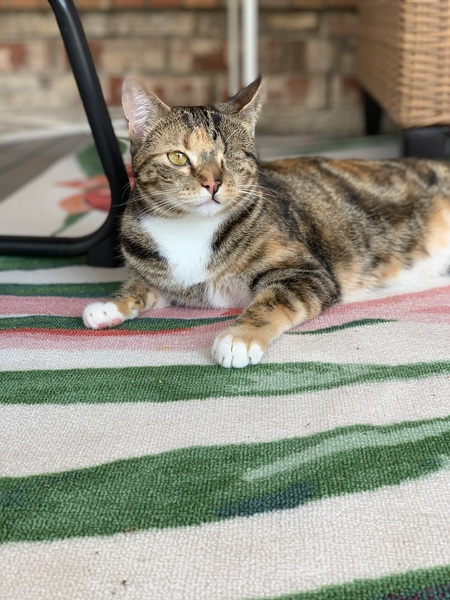 Could you please show me a really funny picture of your cat?