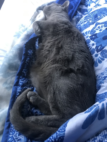 Teased over love for cats