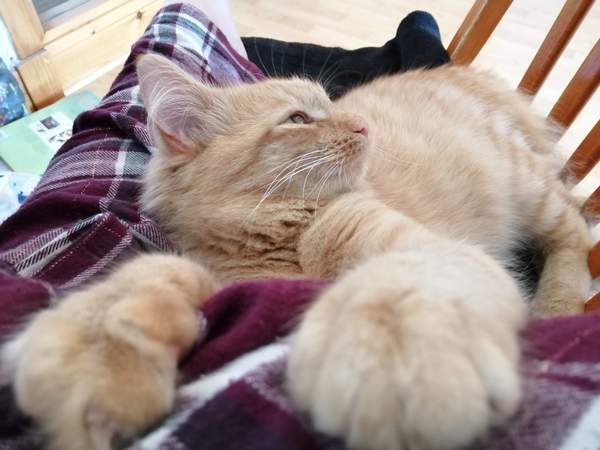 I have a Grandkitten.