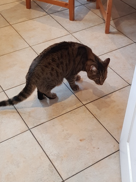 A strange cat has just climbed into my bedroom