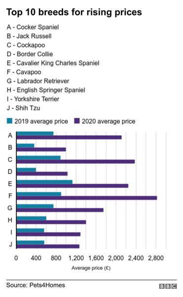 How much was a puppy pre-lockdown? Will the inflated prices ever reverse?