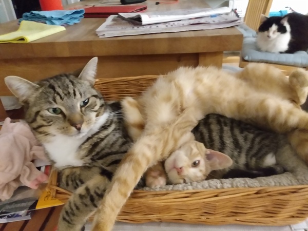 Could you please show me a really funny picture of your cat?