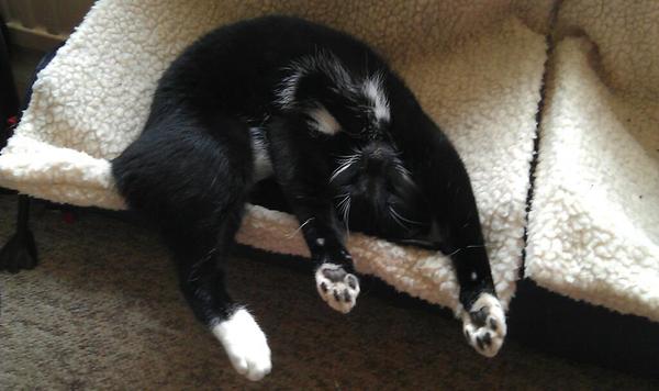 One of our cats miaows A LOT
