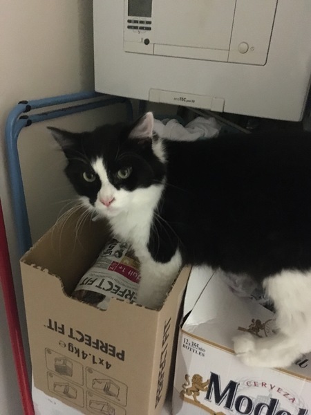 Could you please show me a really funny picture of your cat?