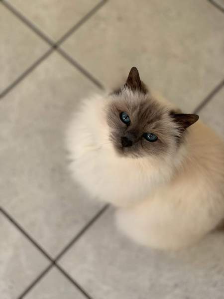 Cats. As they are so popular on here (usually), can I please ask...