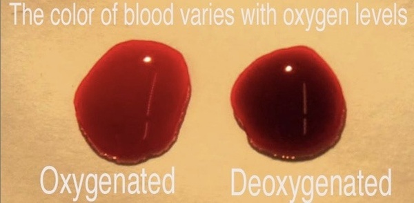 to think deoxygenated blood is blue?