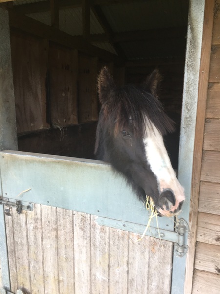 A lovely lesson today - what nice horsey things have you been up to?