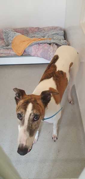 Rehoming ex racing greyhound