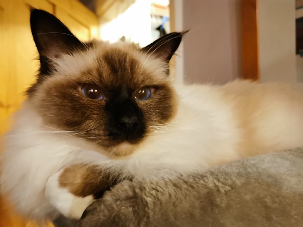Cats. As they are so popular on here (usually), can I please ask...