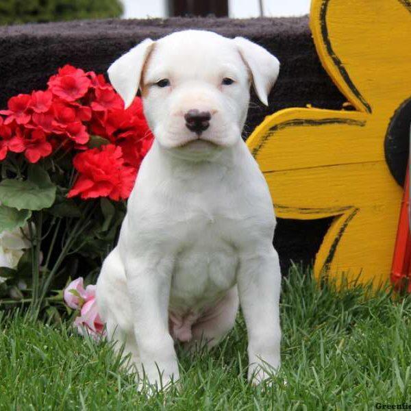 I want a puppy...spam me with pics instead please