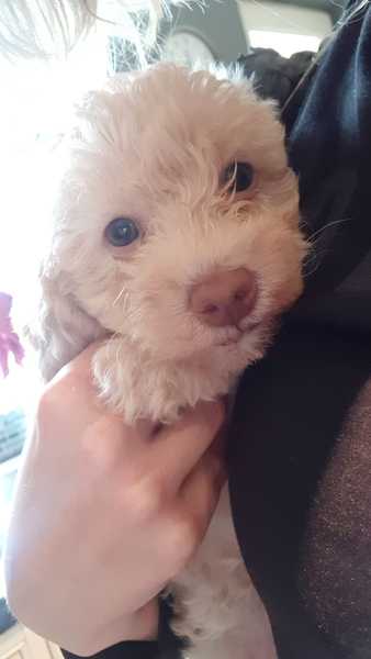 I want a puppy...spam me with pics instead please