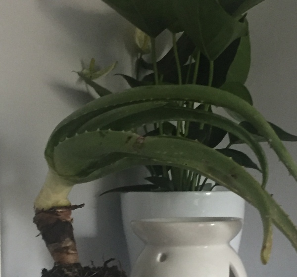 To take the aloe Vera!