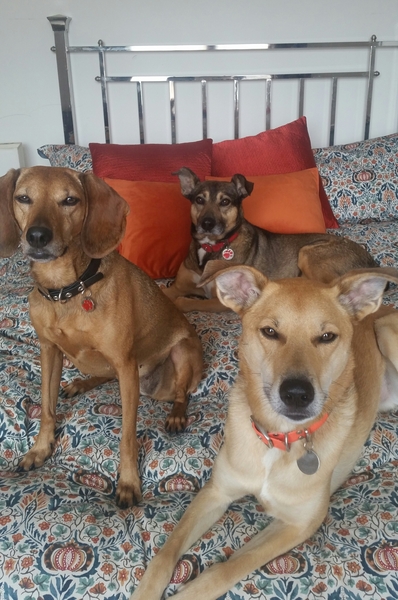 Romanian dog rescues