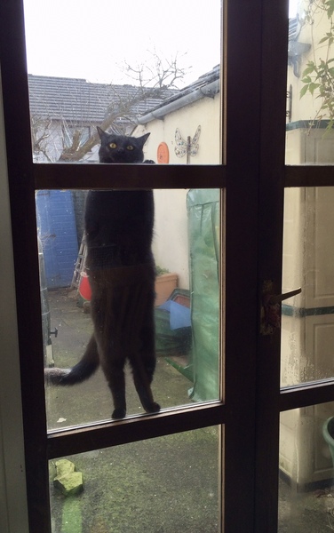 Could you please show me a really funny picture of your cat?