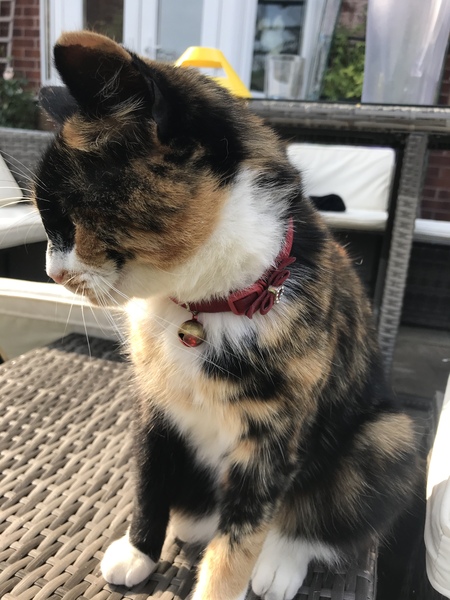 Cats. As they are so popular on here (usually), can I please ask...