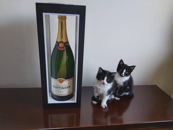 Show me your kitties