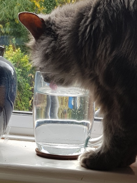 Do you ever see your cat drink?